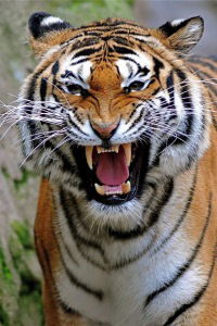 Илюха Юрочкин