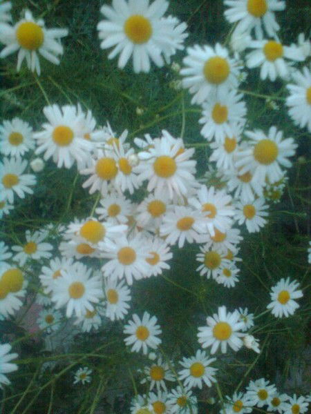 ☆☆☆☆☆ ☆☆☆☆☆☆☆☆☆