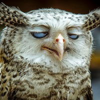 Михаил Смирнов