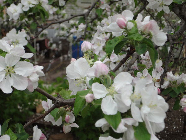 Ирина Джаббарова