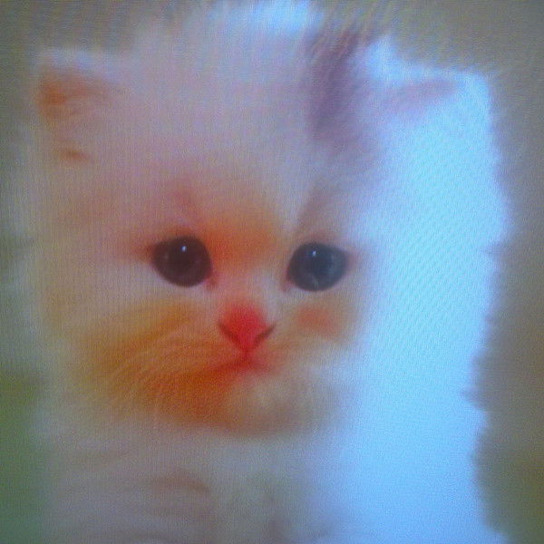 Лала Тищенко