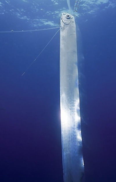 Алексей Горелов