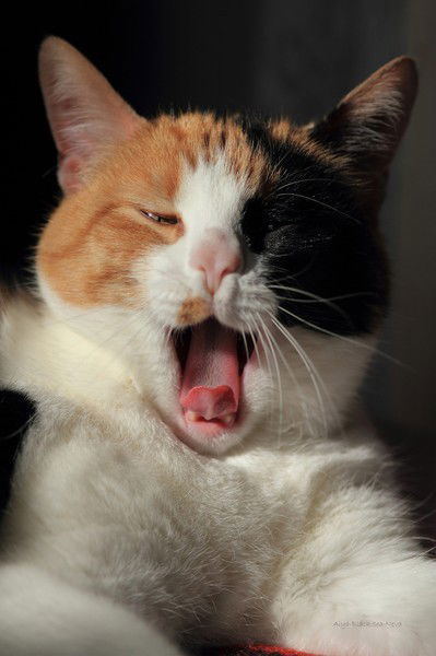 Елена Майстренко