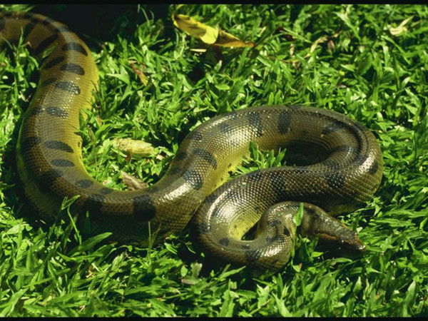 Юлия Ильмурзина