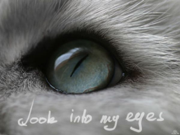 Света Буланова