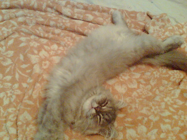 Катя Саламатова