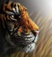 Виталик Салов