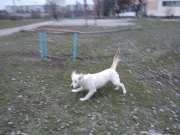 Витёк Колоколов