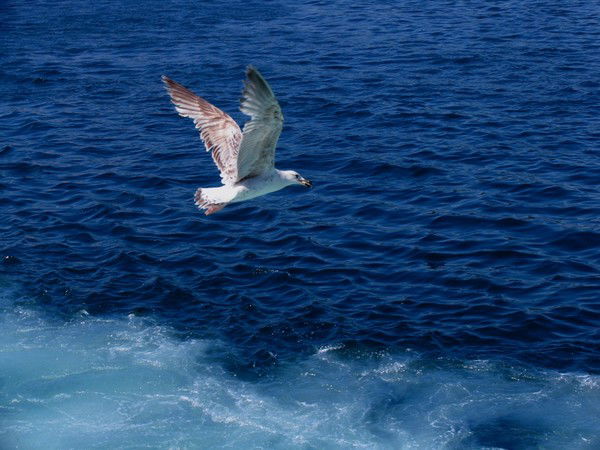 Толкын Калкашова