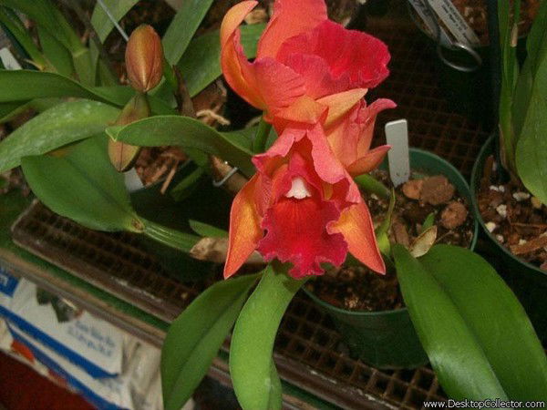 Гульмира Рахматуллина