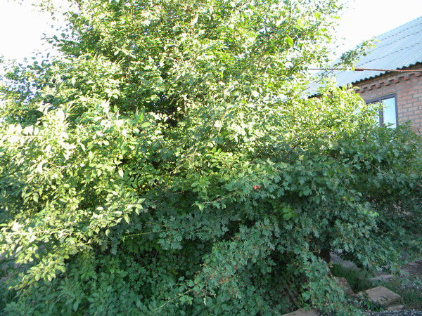 Лейла Мусаева