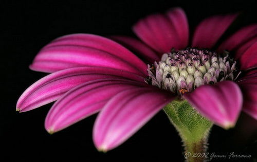 Рая Досжанова