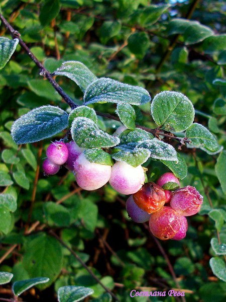 Ольга Афанасьева