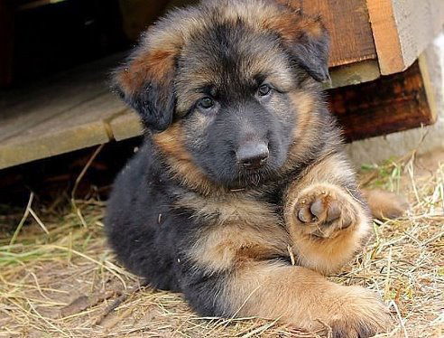 Елена Чуприна