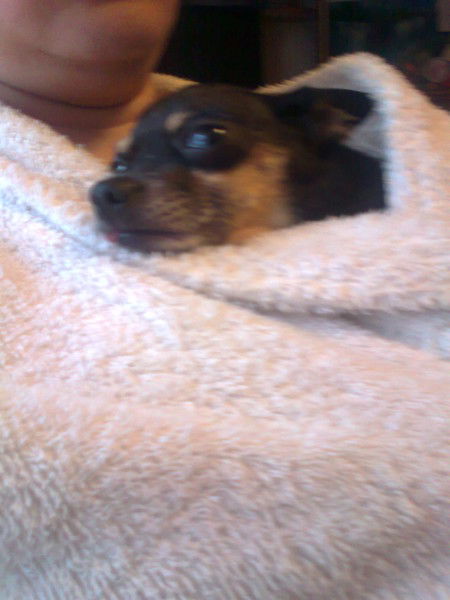 Света Ренёва