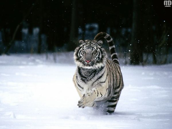 Ирина Слубская