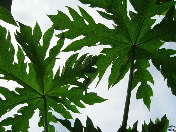 Валентин Яковлев