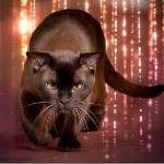 Олеся Штец (Абрамович)