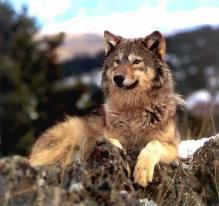 Санат Баулы