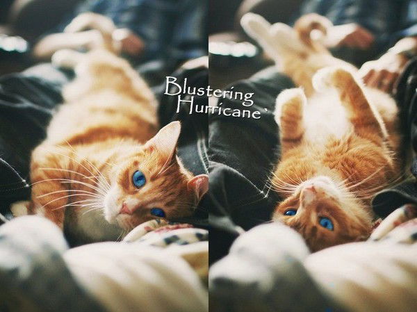 Blustering Hurricane.