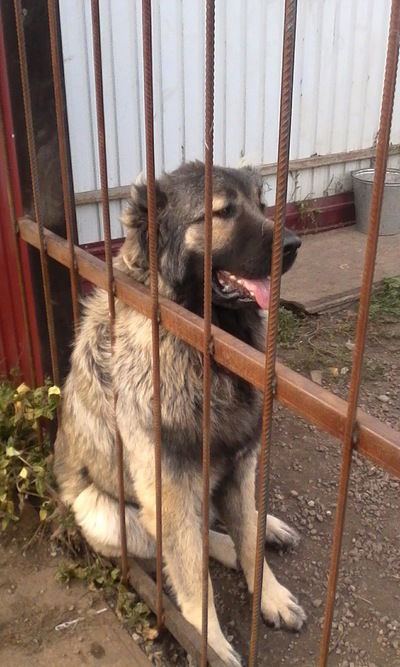 Богдан Хамзин