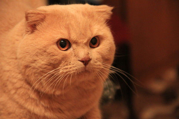 Сергей Кож...