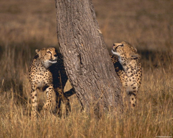 Ирина Кизенко