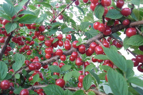 Любовь Сагеева