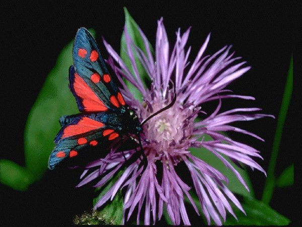 Наталия Глоба