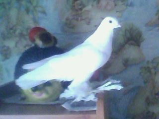 Валентина Пухлякова