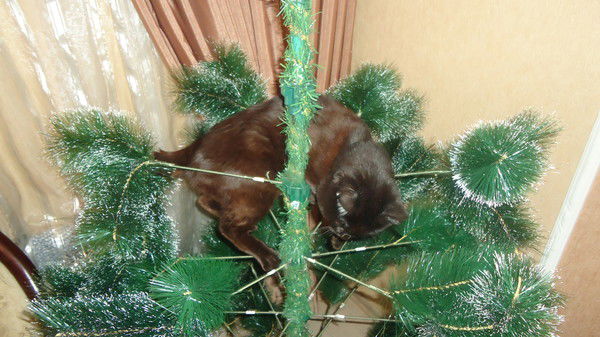 Светлана Иноземцева