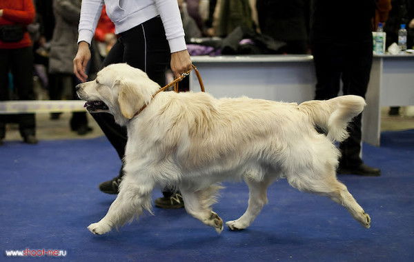 Анна Дыкина