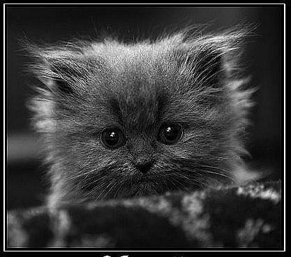 Елена Власова