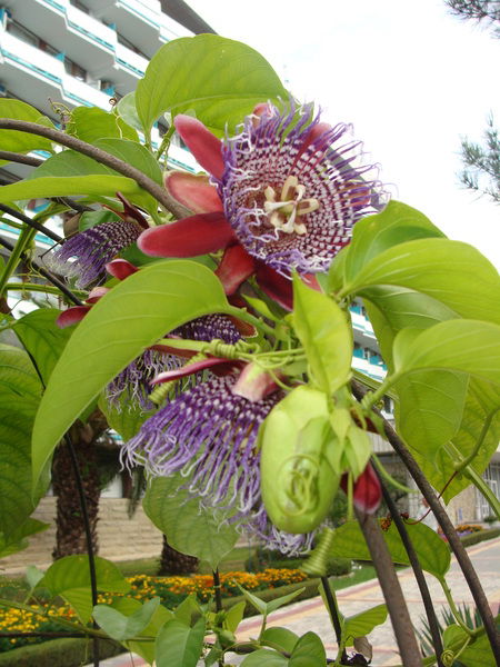 Елена Жежель