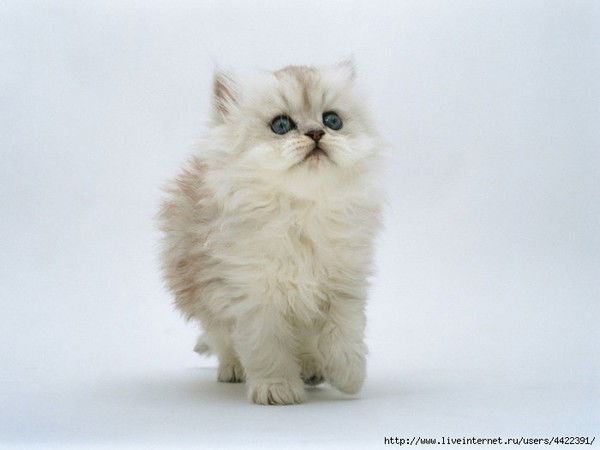 Людмила Мила