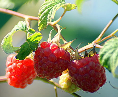 Матлюба *****