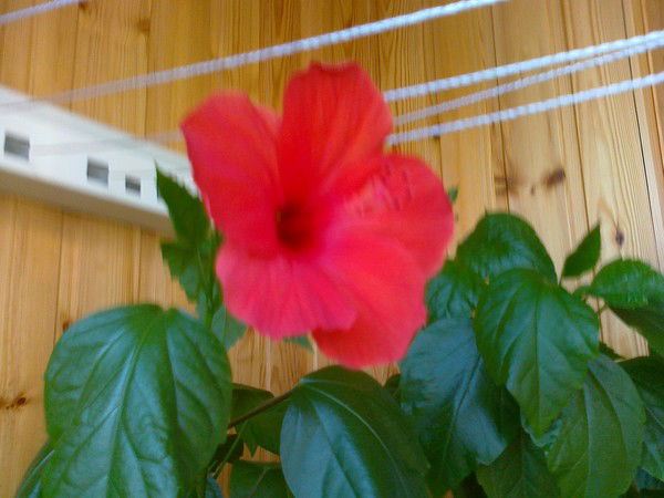 Людмила Симоненко