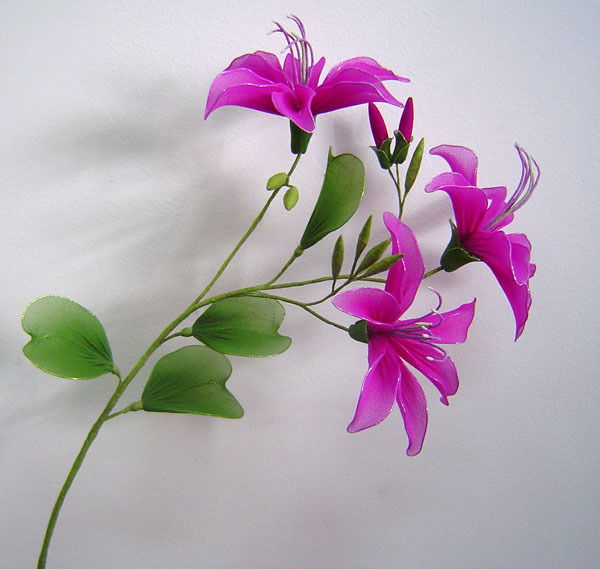 Анастасия Бельчикова