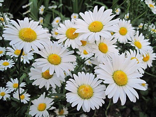 Ольга Орехова