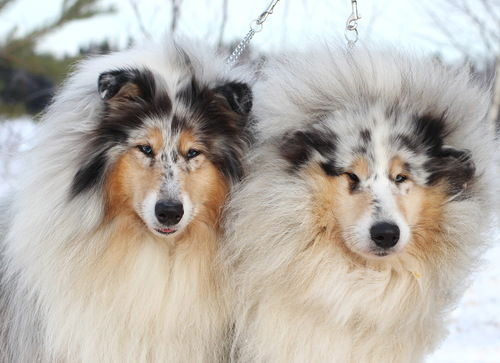 Дмитрий Македонский