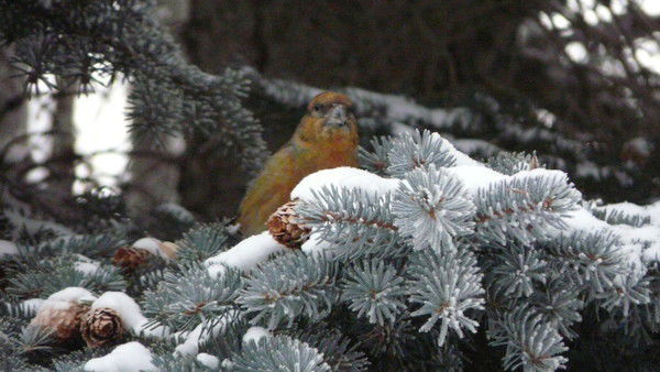 Сергей Кораблев