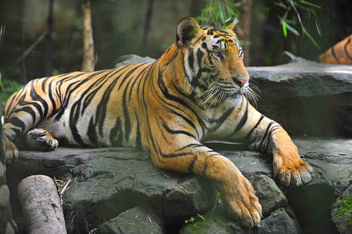 Дрсу Ашинское