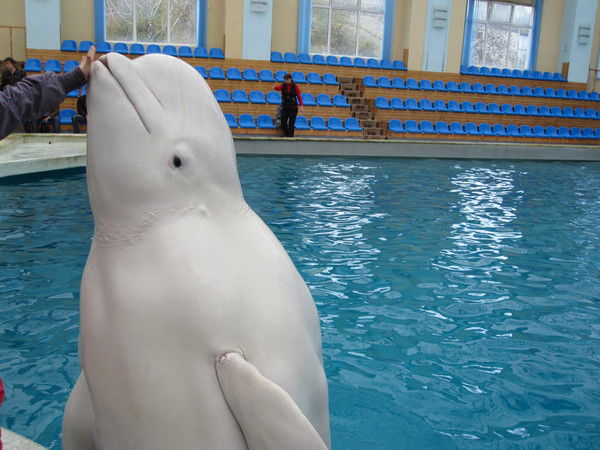 Анна Язгелдыева