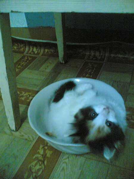 Екатерина Скатова