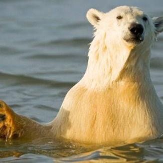 Александр Сеначин