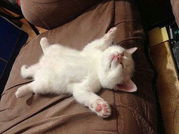 Николай Мананников