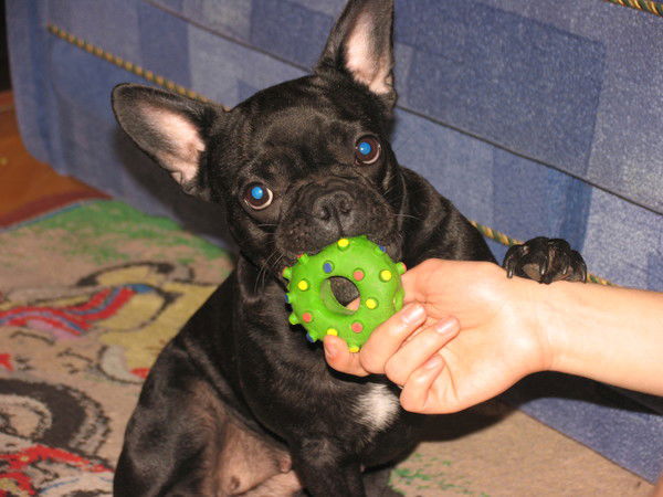 Мантачка Ркут