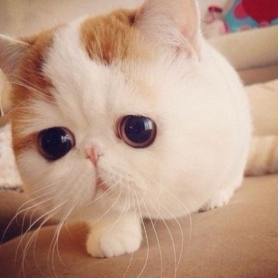 Елена Полищук