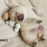 Ольга Гвоздарева