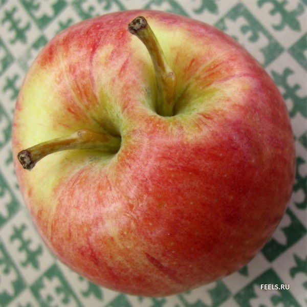 Геннадий Донской